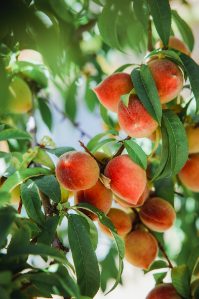 Rhum arrangé pêche de vigne romarin