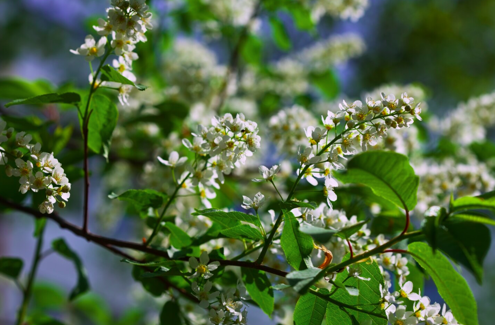Rhum arrangé sureau citron
